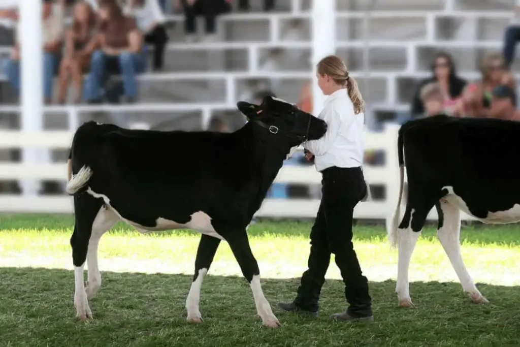 Cardigan County Show