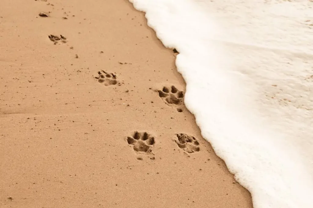 Dog Friendly Beaches In North Wales