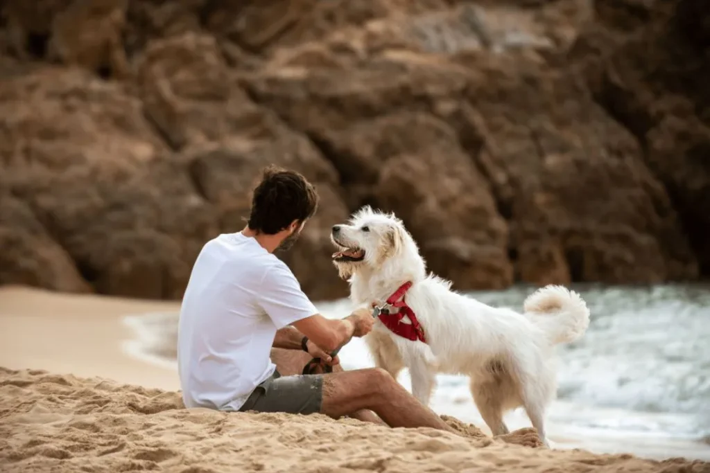 Dog Friendly beaches in North Wales UK