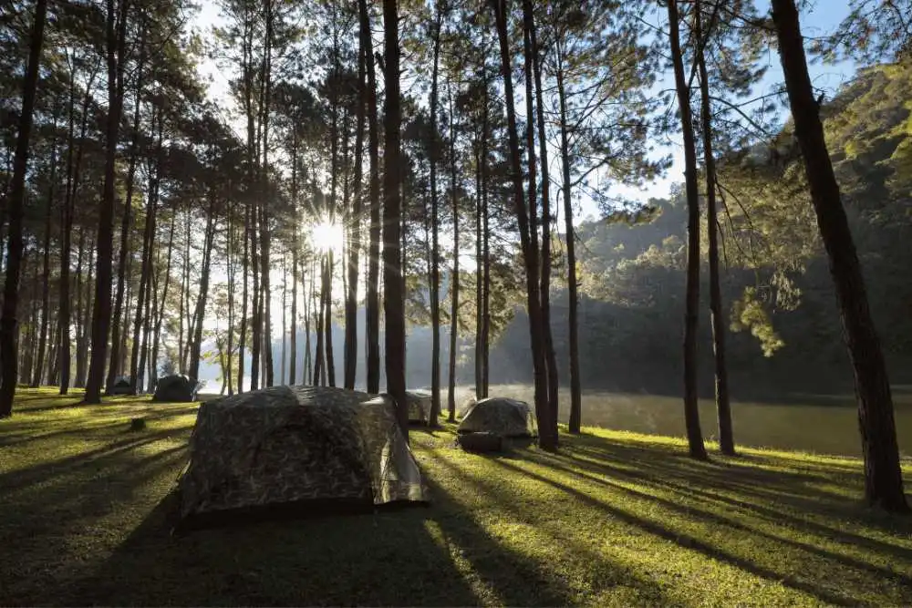 Trellyn Woodland Camping